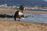 AMSTAFF  PUPPIES 161